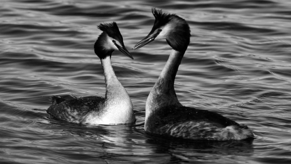 Birds Reflection Nature