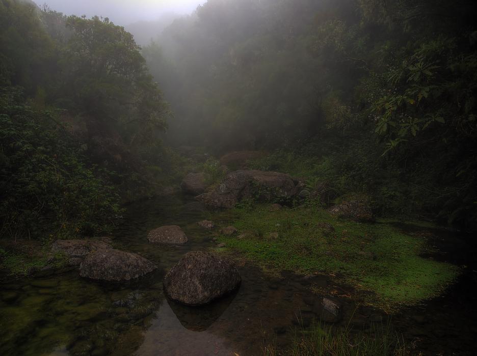 Madeira Foggy forest