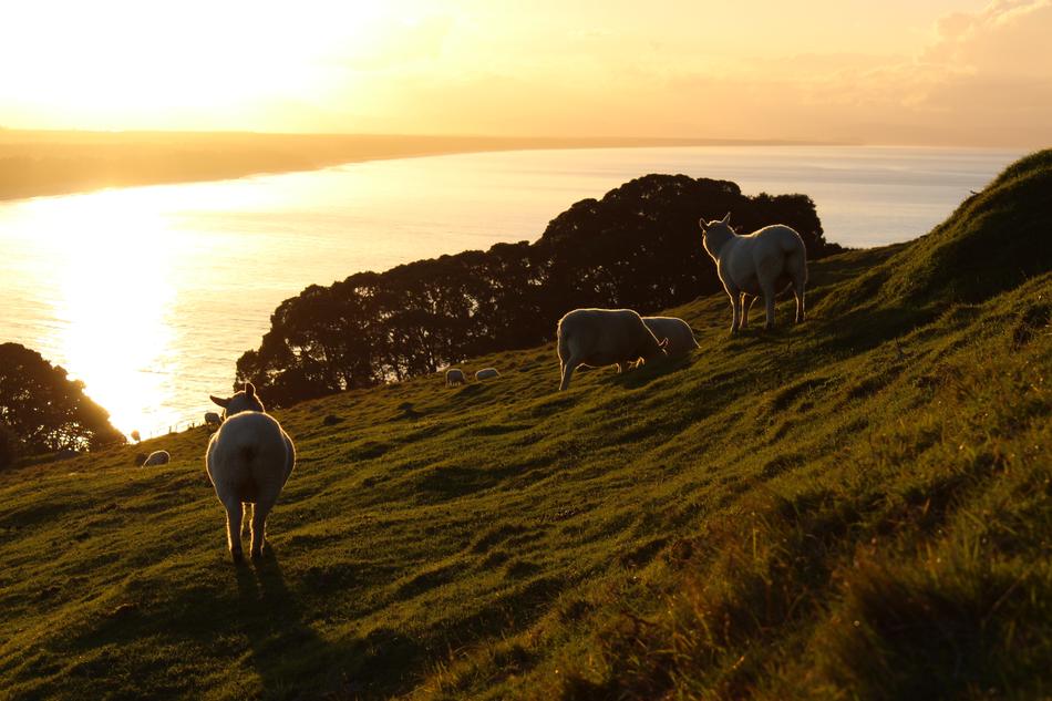 Meadow Grass Sea