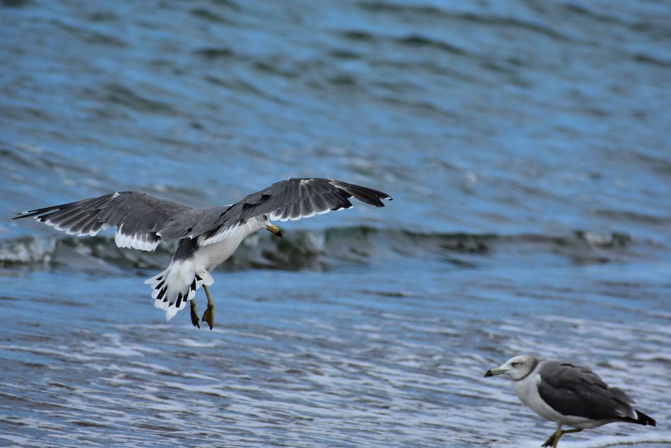 Animal Sea Beach