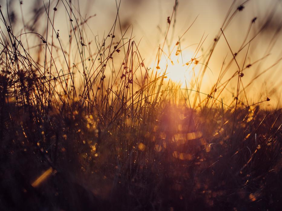 Grass Plants Nature