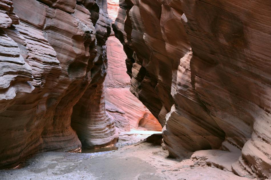 Usa Arizona Buckskin