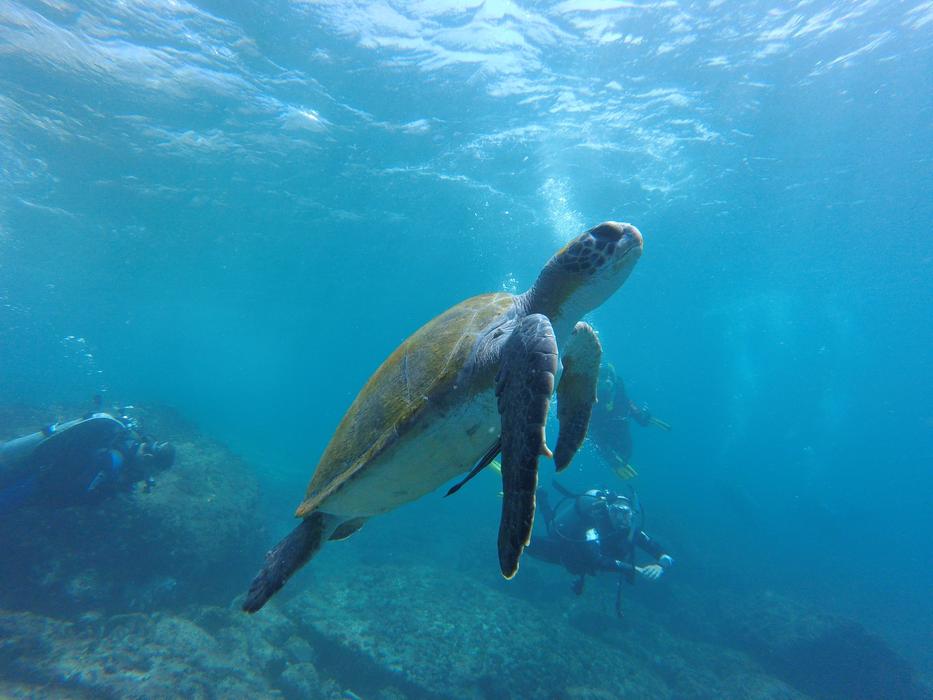 Turtle Diving in Sea ​​