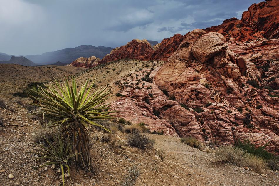 Arid Barren Bushes