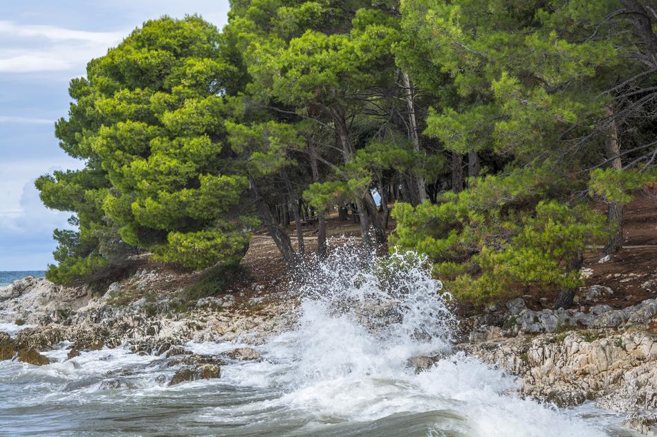 Sea Waves Trees