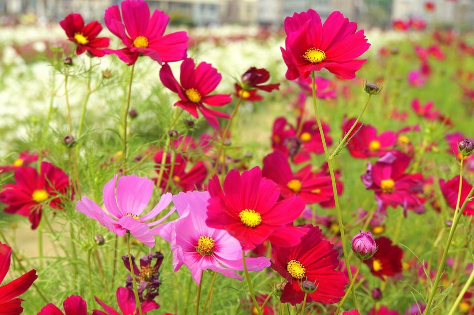 Flowers Sea Of Cosmos