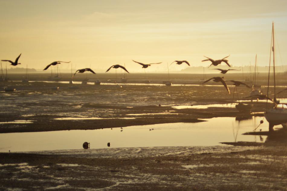 Geese Coast Estuary