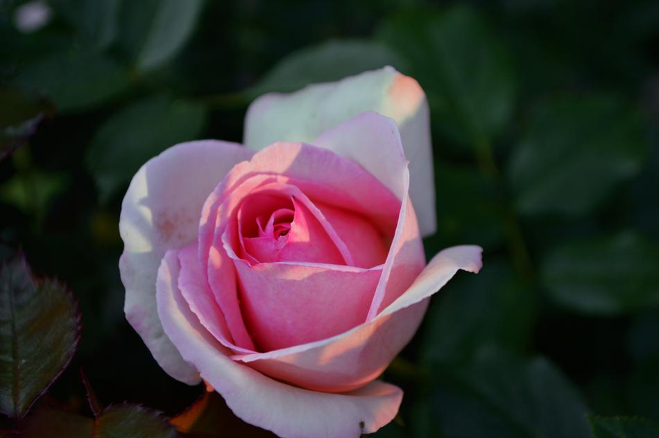Rose Sunset Greens