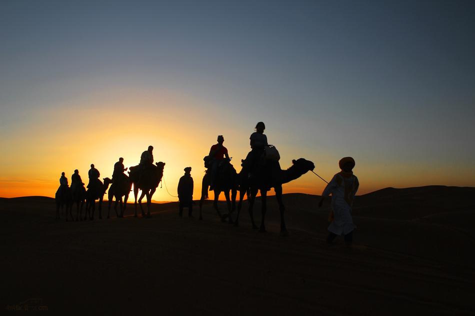 Dromedaries Sunset
