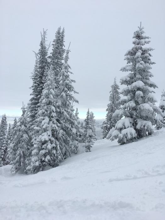 Colorado Trees Pine