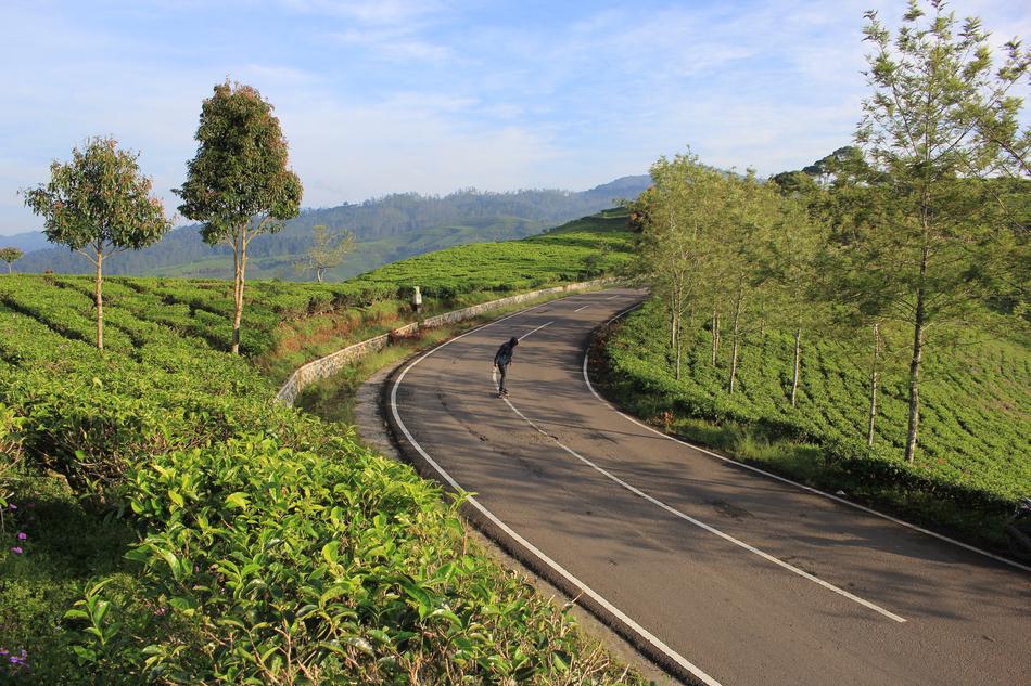 Tea Plantation Skateboard