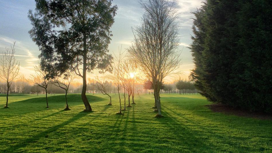bare Trees on green meadow at Sunrise