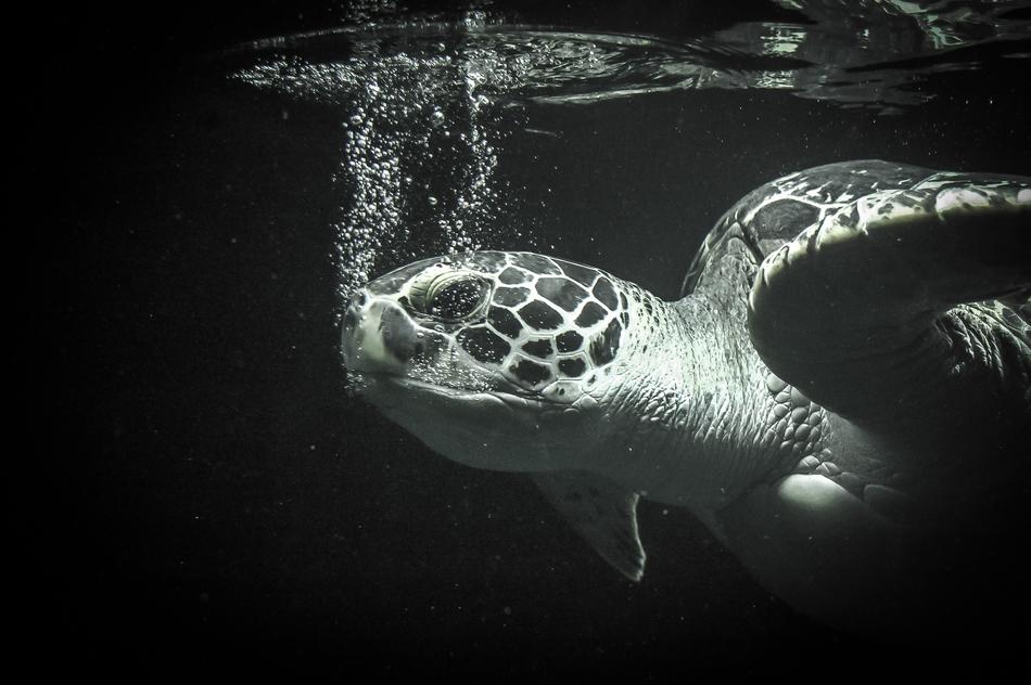 Sea ââTurtle Animal