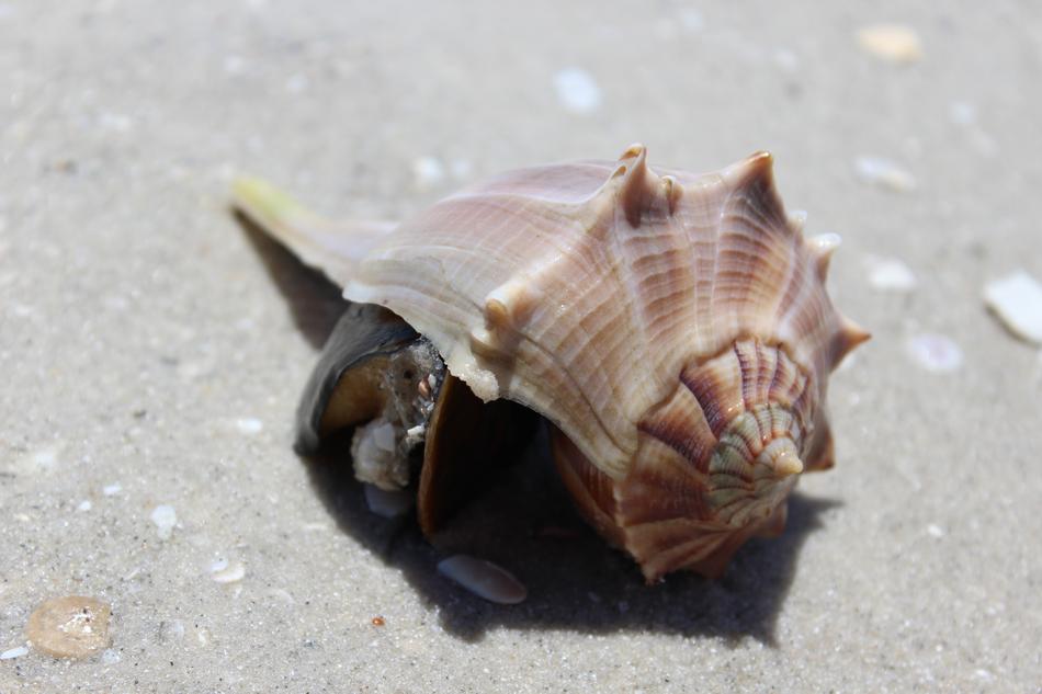 Shell Beach S