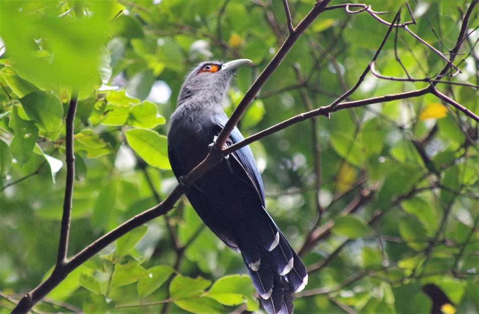 Chestnut-Bellied Malkoha Nature