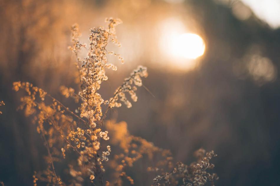 Herbage Pasture Grass