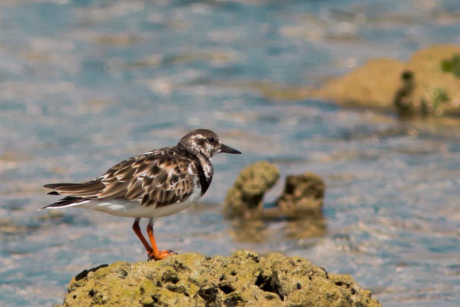 Flip Bird Rock Sea