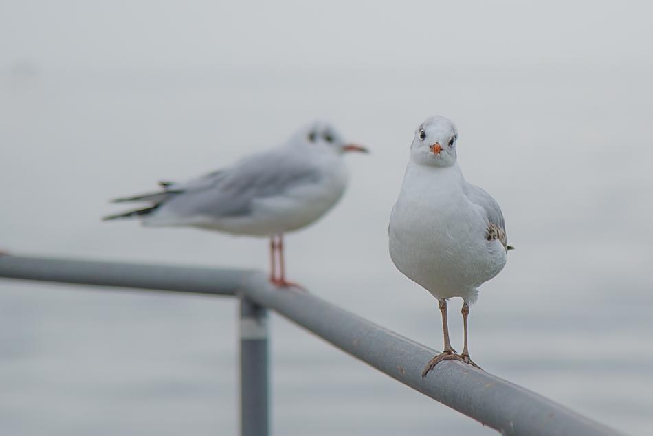 Gull Birds by the sea