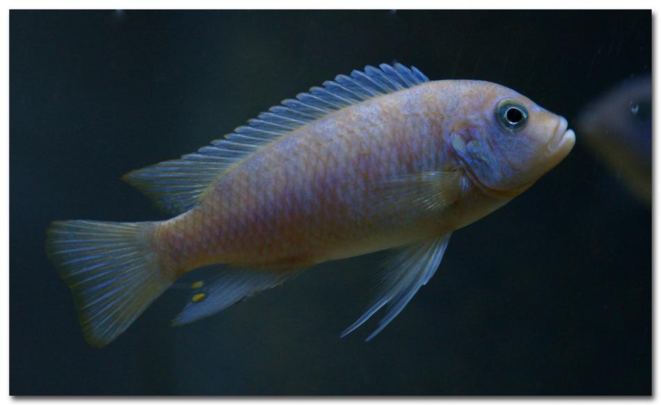 metriaclima zebra in aquarium