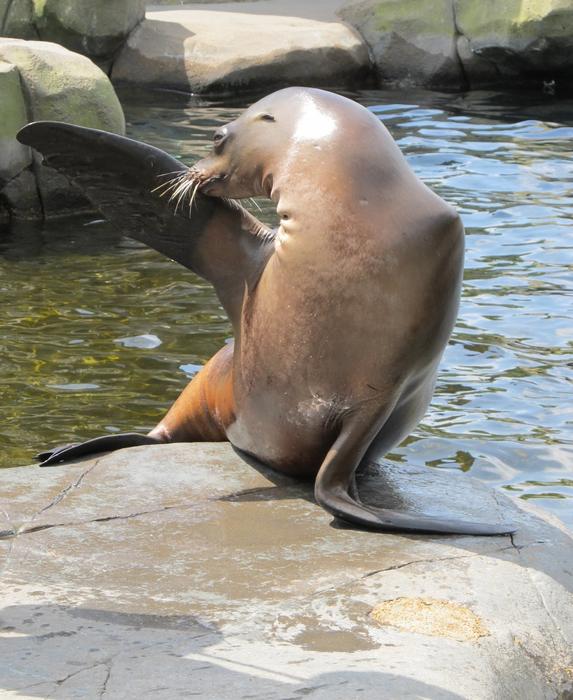 Sea Lion Posing Marine