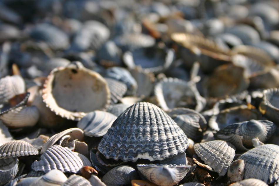 Shell Lake Sea