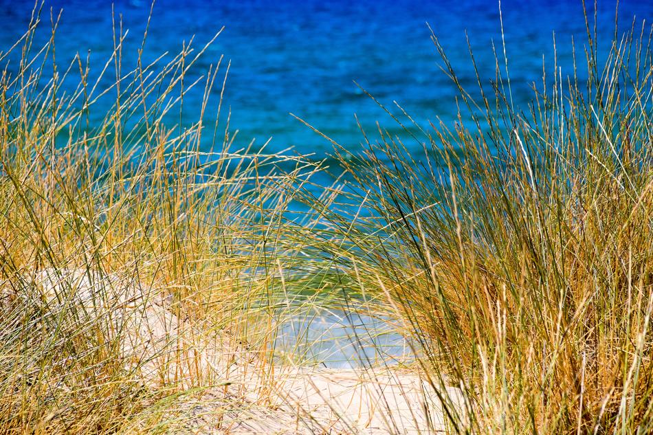 Sea Sand Reed