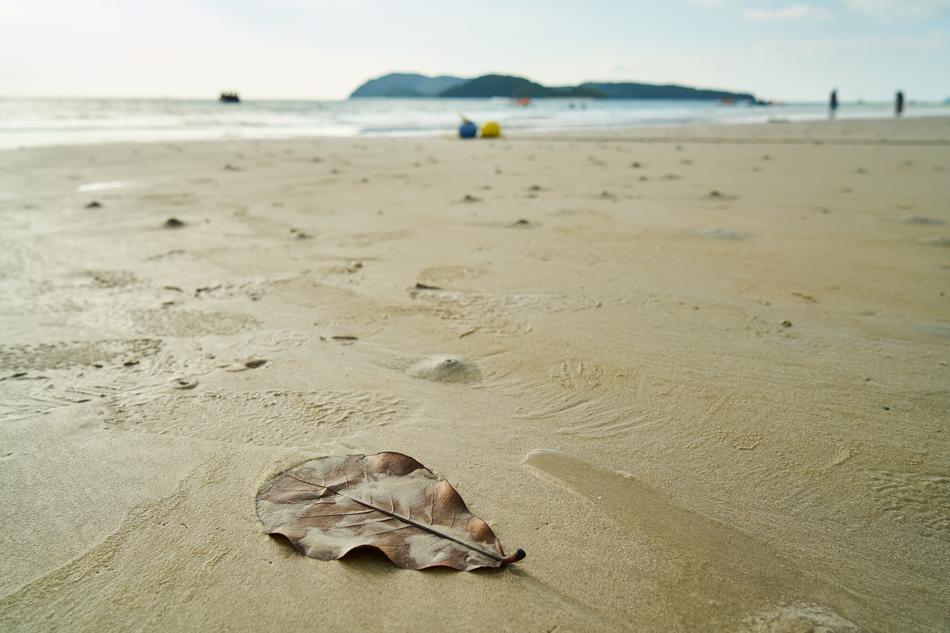Beach Marine Nature