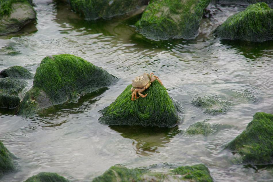 Crab in Ameland Netherlands