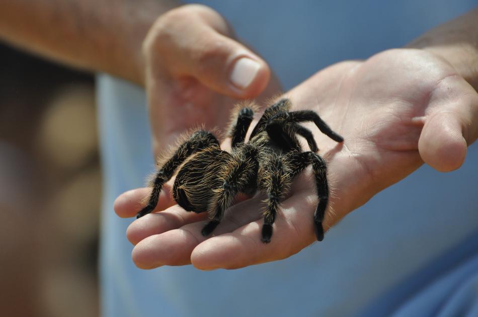 Spider on hand