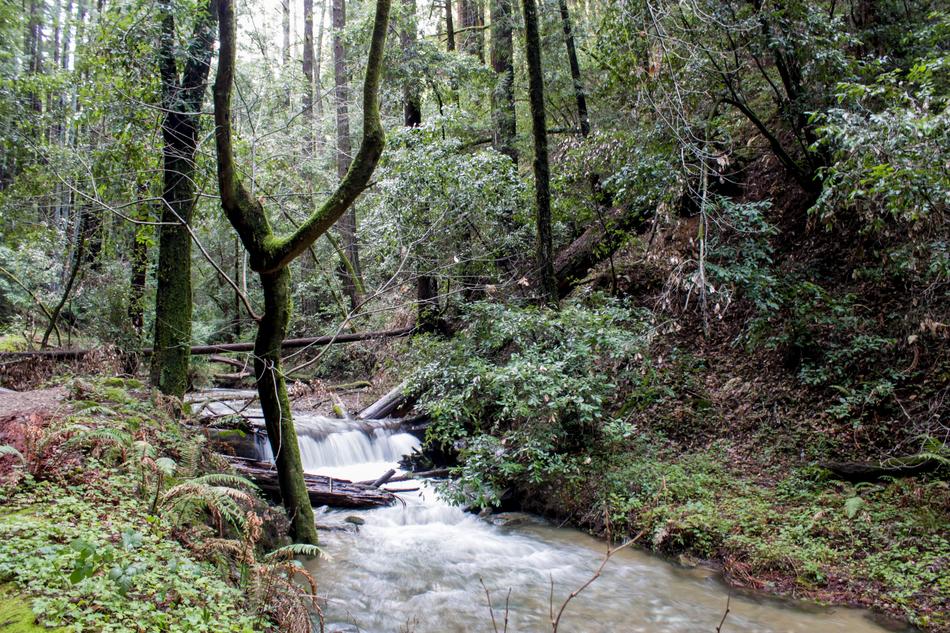 Forest Usa California