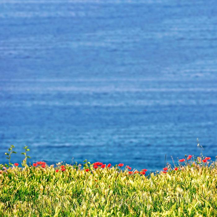 Nature Flower Landscape
