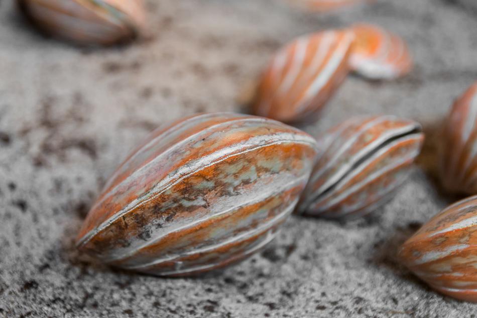 Shells Crustaceans Marine