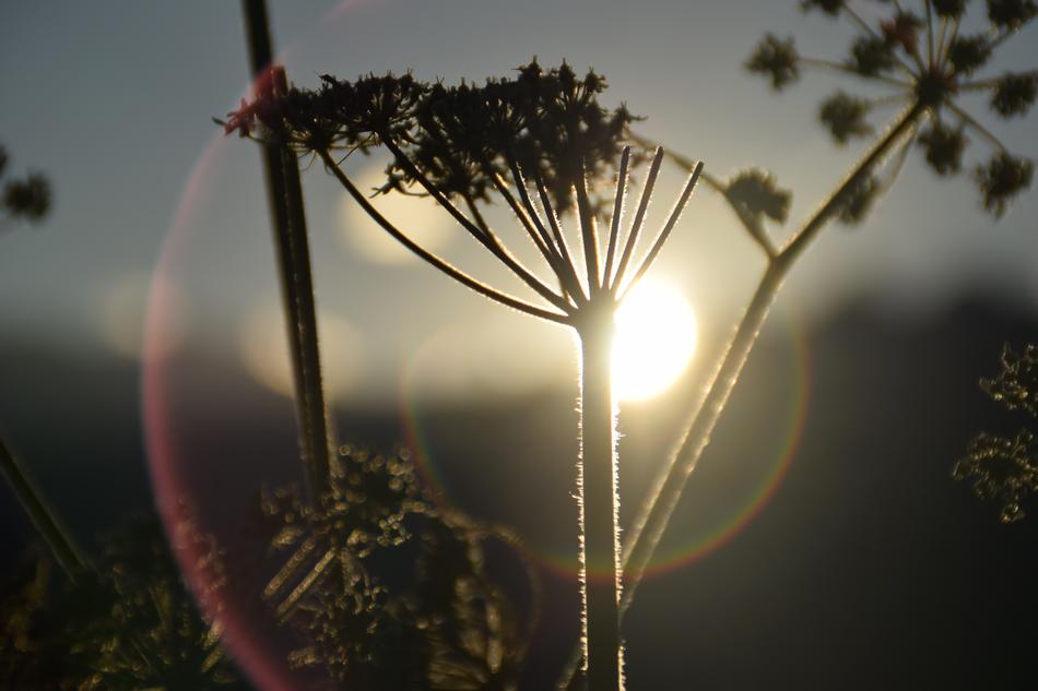 Italy Flower Sun