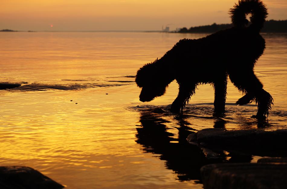 Sunset Dog Water