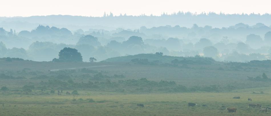 Landscape Wood Field