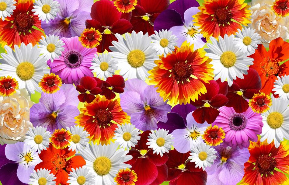 flowers colorful nature