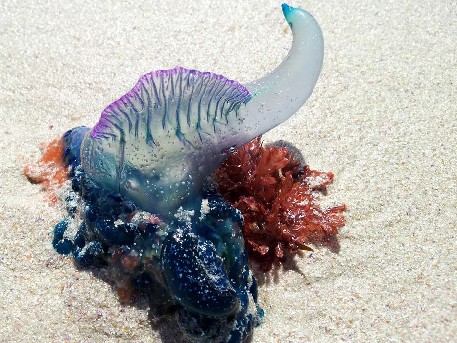 Bluebottle Portuguese Man