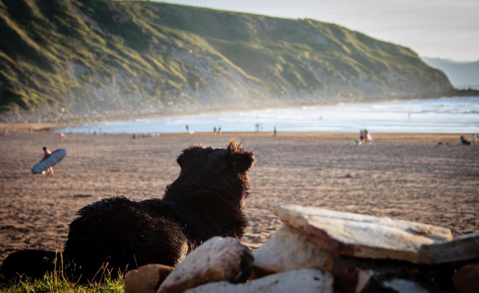 Dog Spain Beach
