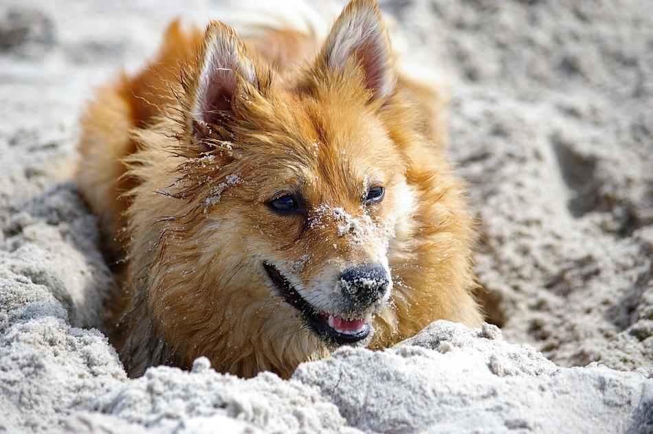 Shiba Dog Tip on beach