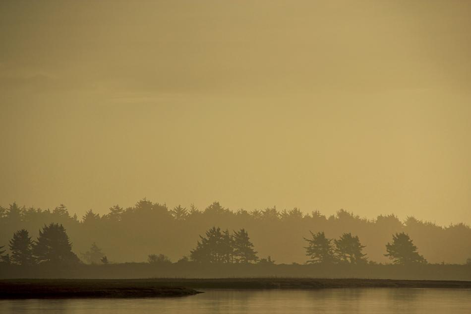 Water Tree Silhouette