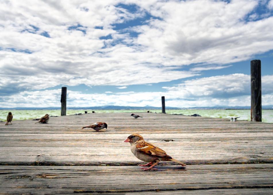 Bird Albufera Jetty