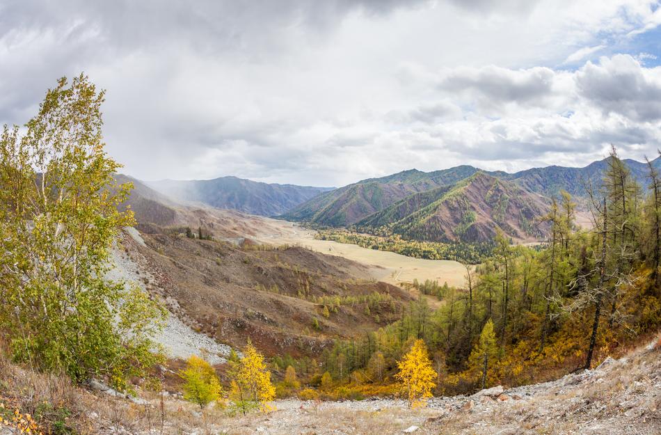 Altai Mountains Trees