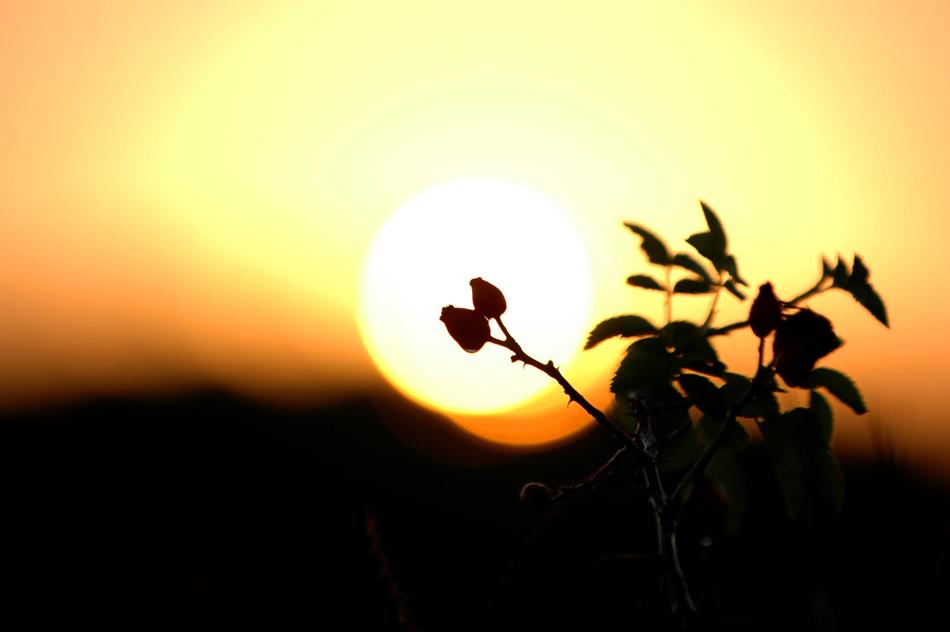 Bush at Dawn Sunrise