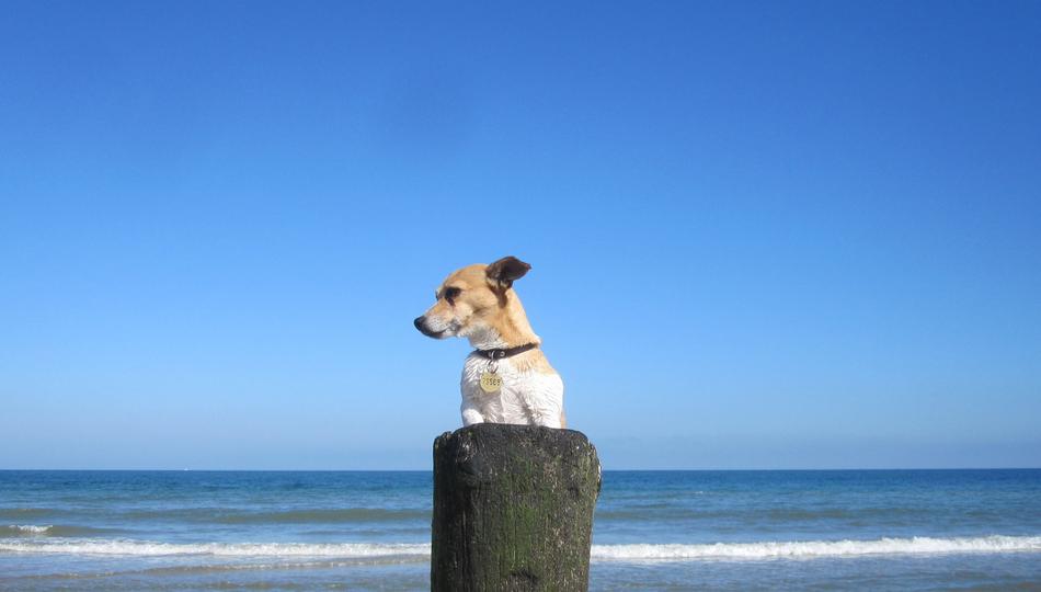 Beach Pet Jackrussell