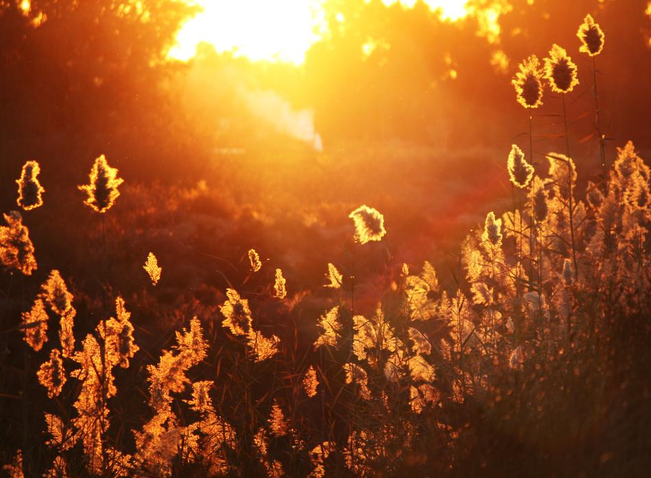 Leaves Orange Sunset