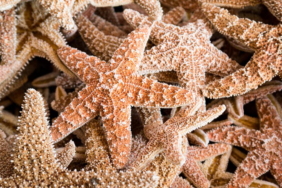 Starfish Sea Vacations