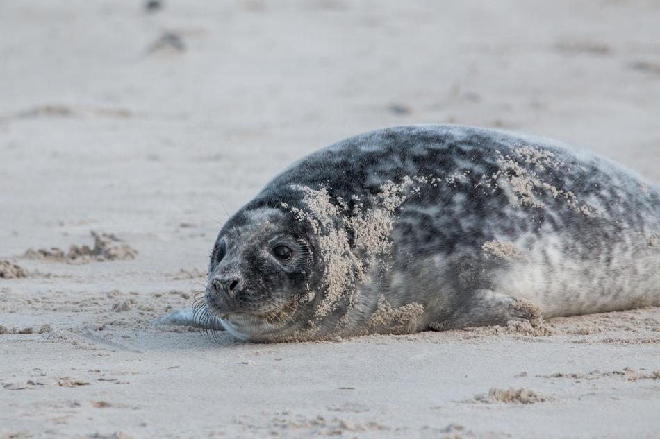 Robbe Grey Seal on sand