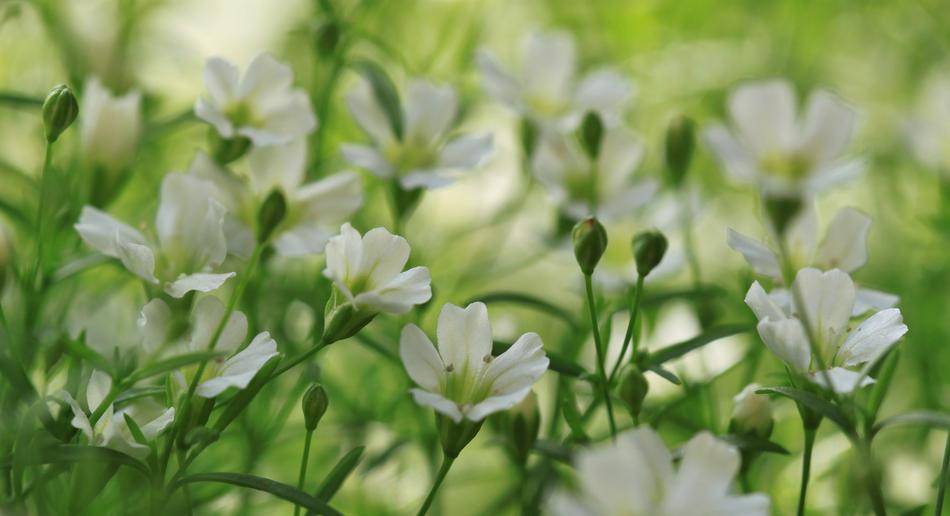 Flowers Plant Nature