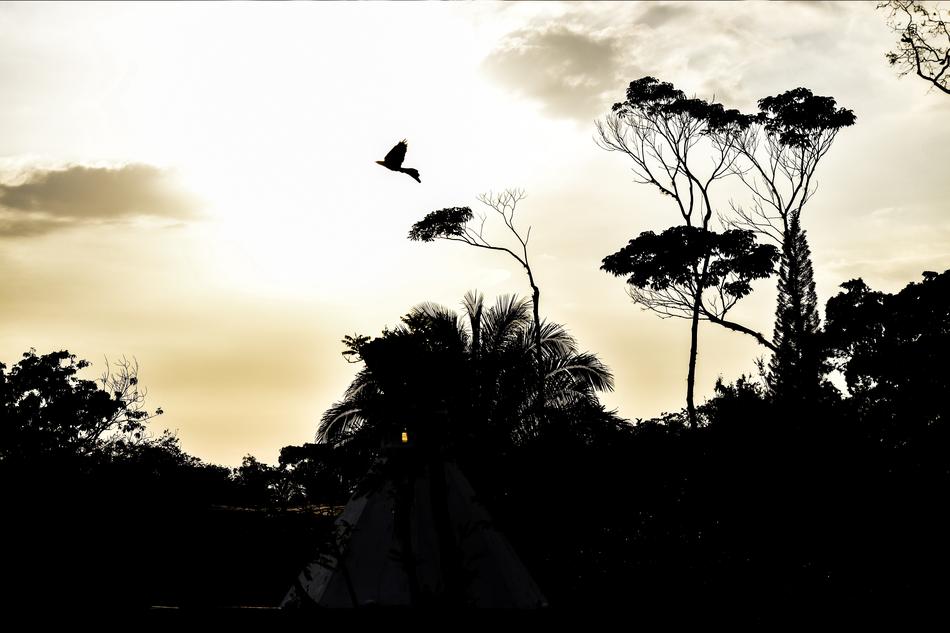 bird flying over the rainforest