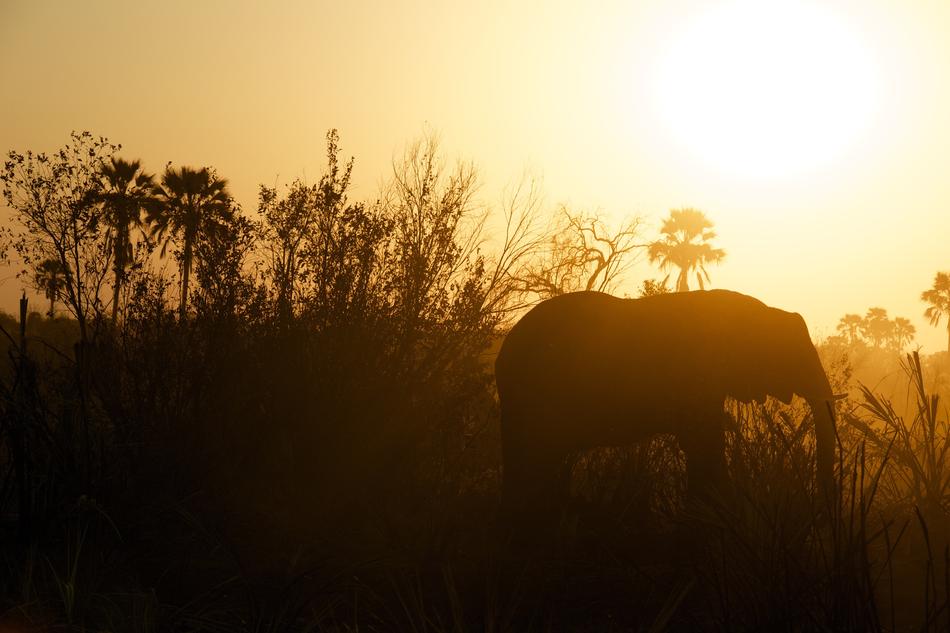 Elephant Steppe Veld